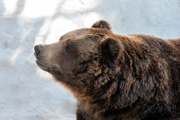 Braunbär, der auf weißem Schnee steht