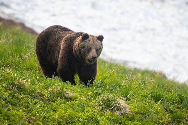 Braunbär, der im Frühjahr auf einem Hügel mit Schnee im Hintergrund geht