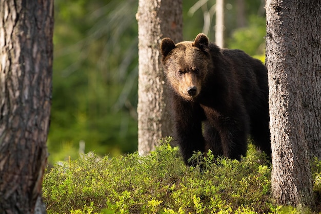 Braunbär, der im Sommersonnenlicht in Blaubeeren schaut