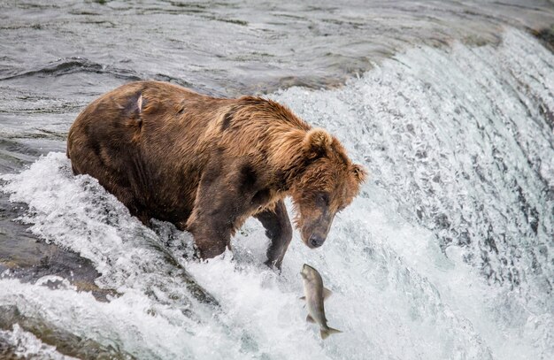 Braunbär fängt einen Lachs im Fluss im Katmai-Nationalpark, Alaska, USA