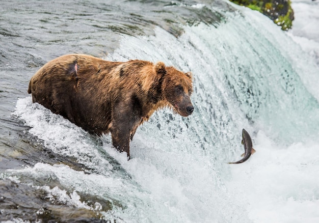 Braunbär fängt einen Lachs im Fluss