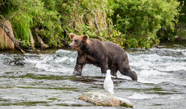 Braunbär geht am Fluss entlang