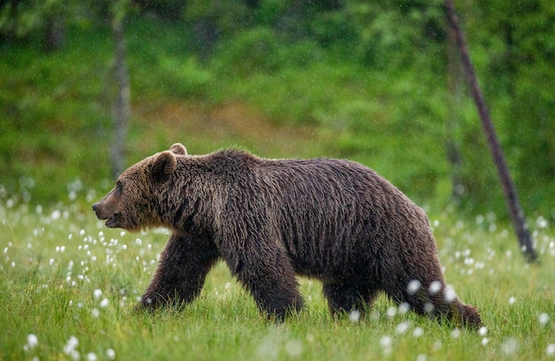 Braunbär geht durch eine Waldlichtung