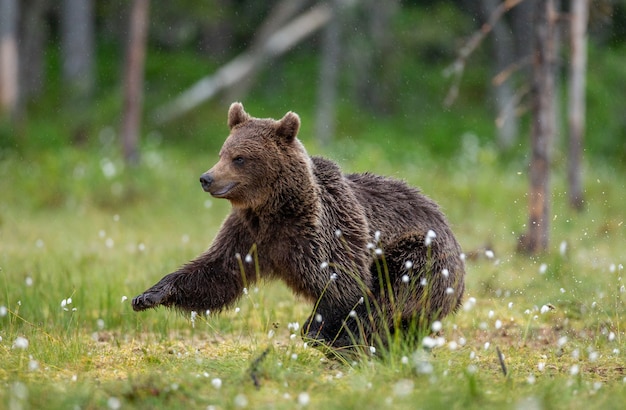 Foto braunbär geht durch eine waldlichtung