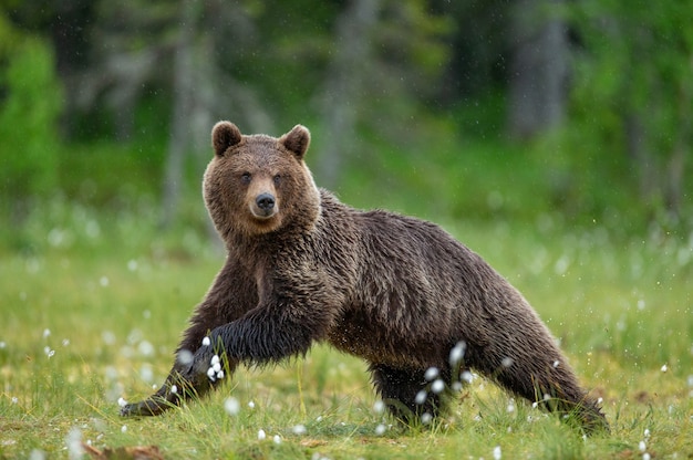 Braunbär geht durch eine Waldlichtung