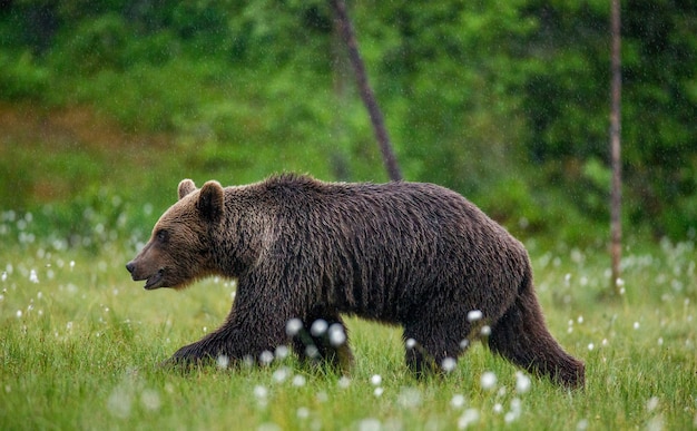 Foto braunbär geht durch eine waldlichtung