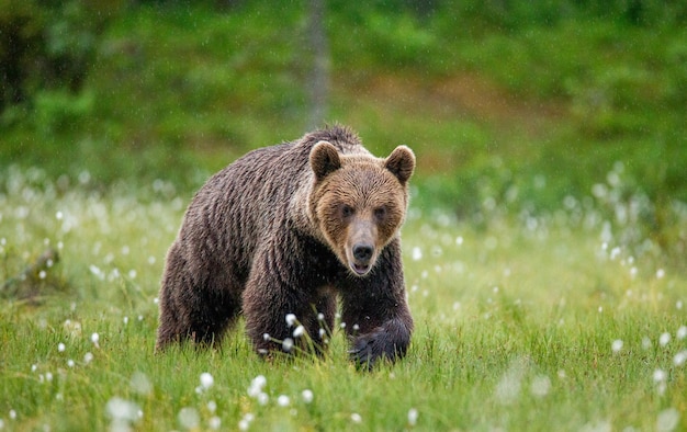 Braunbär geht durch eine Waldlichtung