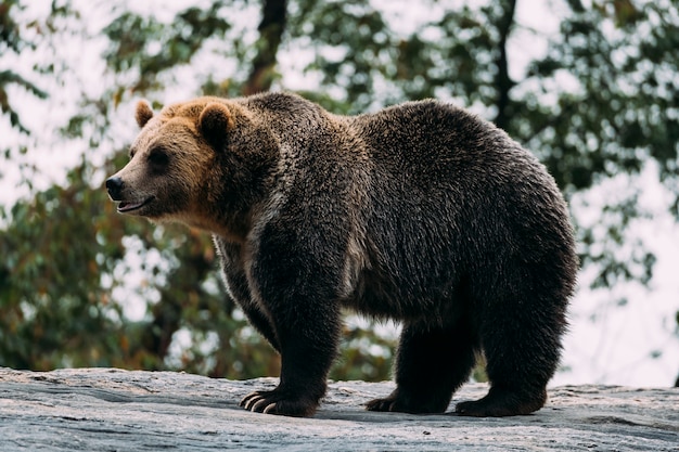 Braunbär im Bronx Zoo. New York