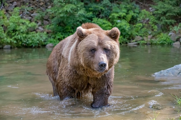 Braunbär im grünen Wald