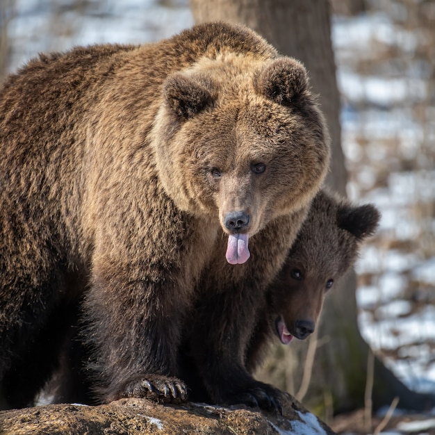 Braunbär im Wald hautnah. Wildtierszene aus der Frühlingsnatur. Wildtier im natürlichen Lebensraum