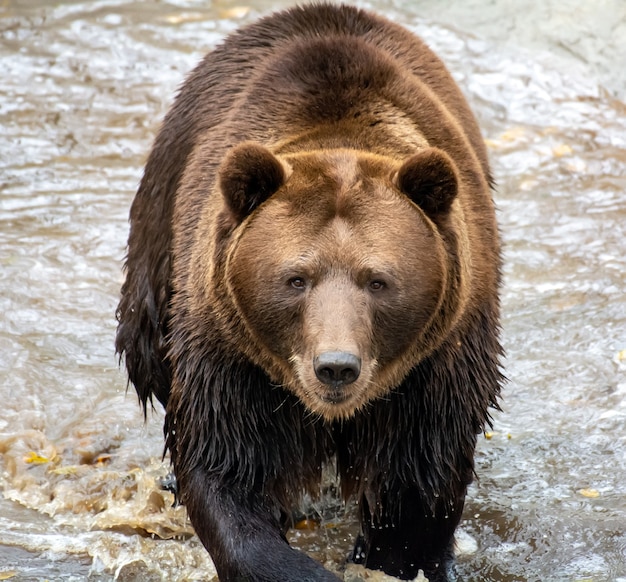 Braunbär im Wald