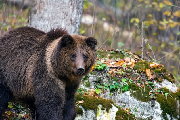 Braunbär im Wald