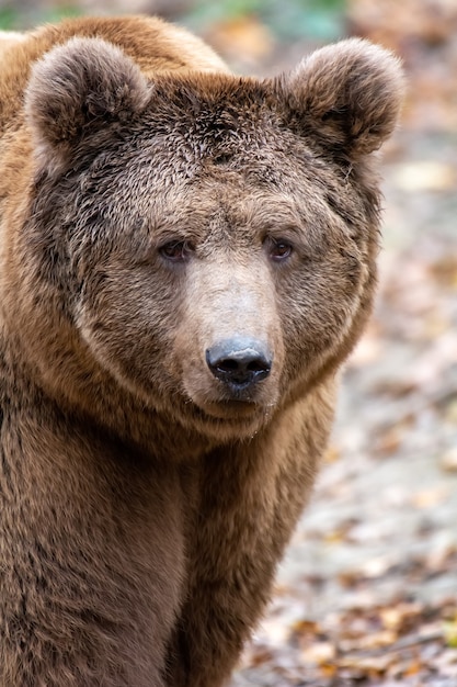 Braunbär im Wald