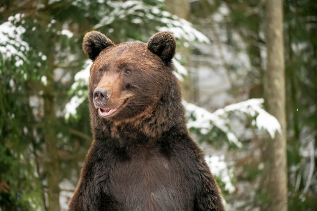 Braunbär im Winterwald