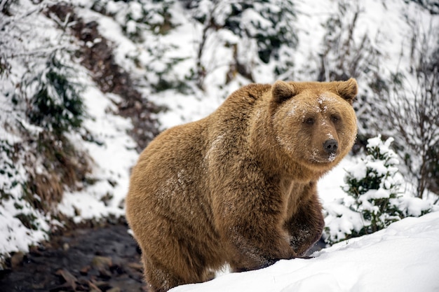 Braunbär im Winterwald