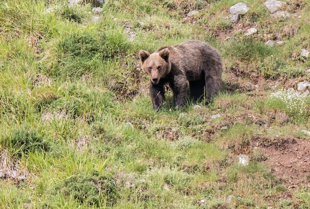 Braunbär in asturischen Ländern, den Berg auf der Suche nach Nahrung absteigend