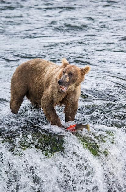 Braunbär isst Lachs im Fluss. USA. Alaska. Katmai Nationalpark.