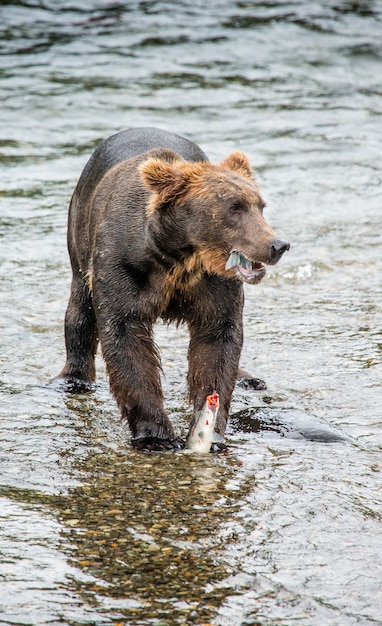 Braunbär isst Lachs im Fluss