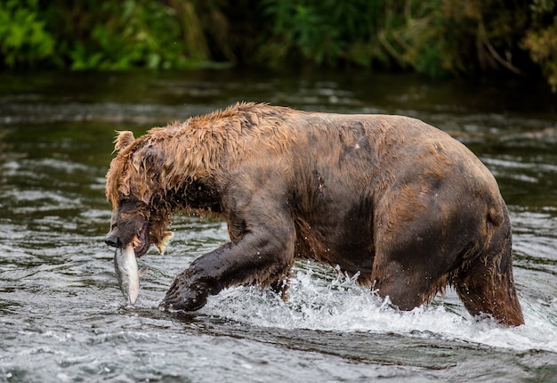 Braunbär mit einem Lachs im Mund. USA. Alaska. Katmai Nationalpark.