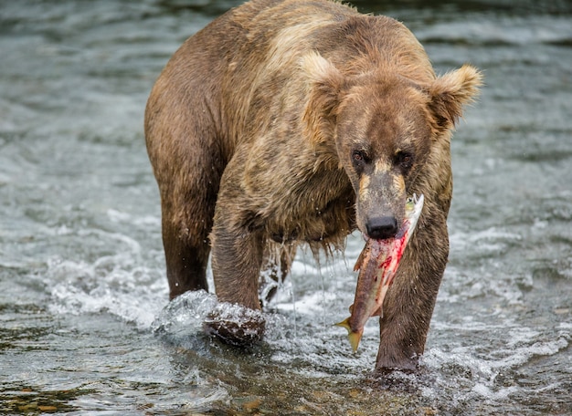 Braunbär mit einem Lachs im Mund. USA. Alaska. Katmai Nationalpark.