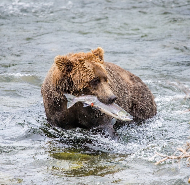 Braunbär mit einem Lachs im Mund