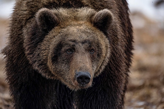 Foto braunbär nahaufnahme brauner grizzlybär