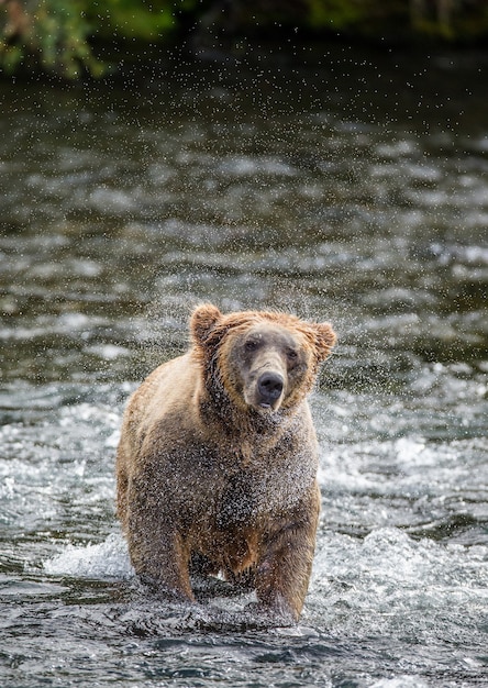 Braunbär schüttelt Wasser ab, das durch Spritzer im Katmai-Nationalpark, Alaska, USA umgeben wird