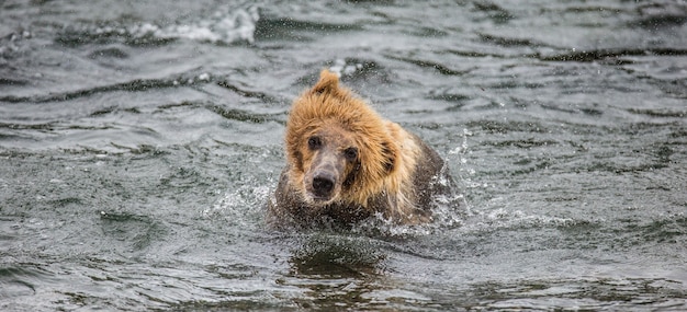 Braunbär schüttelt Wasser ab, umgeben von Spritzern. USA. Alaska. Katmai Nationalpark.