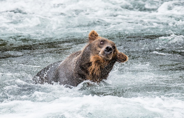 Braunbär schüttelt Wasser ab, umgeben von Spritzern