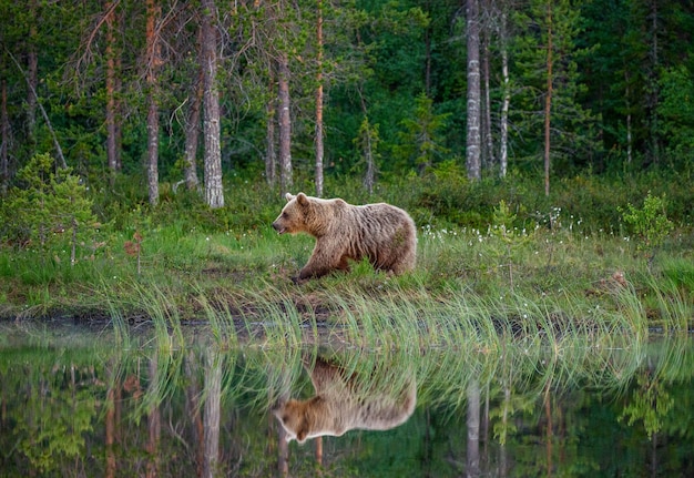 Braunbär steht am Rande eines Waldsees mit einem atemberaubenden Spiegelbild