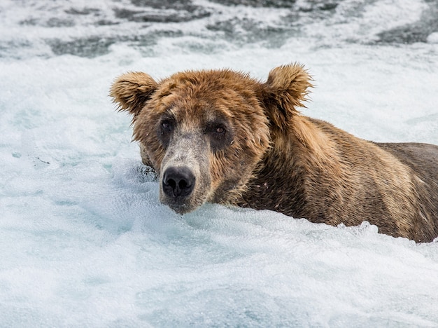 Braunbär steht im Fluss im Katmai-Nationalpark, Alaska, USA