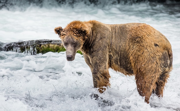 Braunbär steht im Fluss. USA. Alaska. Katmai Nationalpark.