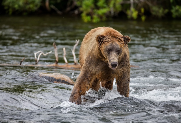 Braunbär steht im Fluss. USA. Alaska. Katmai Nationalpark.