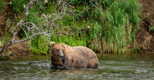 Braunbär steht im Fluss. USA. Alaska. Katmai Nationalpark.