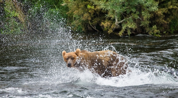 Braunbär steht im Fluss