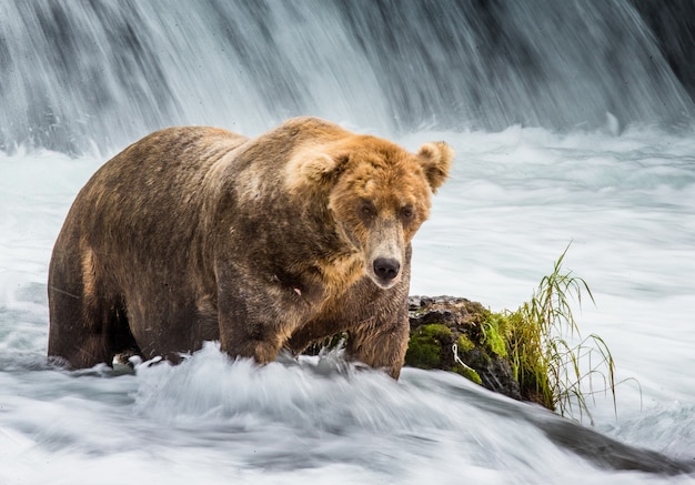 Braunbär steht im Fluss