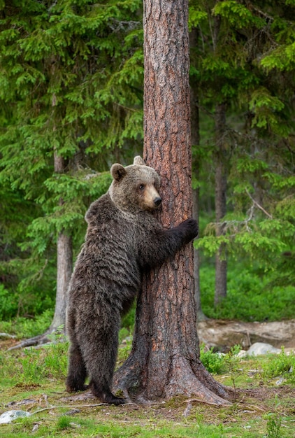 Braunbär steht in der Nähe eines Baumes in lustigen Posen vor dem Hintergrund des Waldes