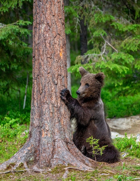 Braunbär steht in der Nähe eines Baumes in lustigen Posen vor dem Hintergrund des Waldes