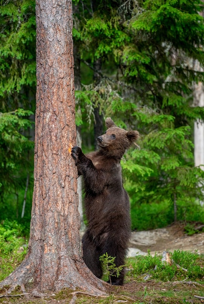 Braunbär steht in der Nähe eines Baumes in lustigen Posen vor dem Hintergrund des Waldes