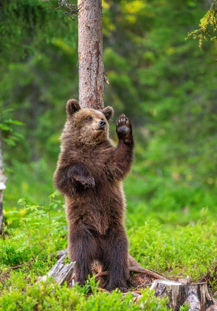 Braunbär steht in der Nähe eines Baumes in lustigen Posen vor dem Hintergrund des Waldes