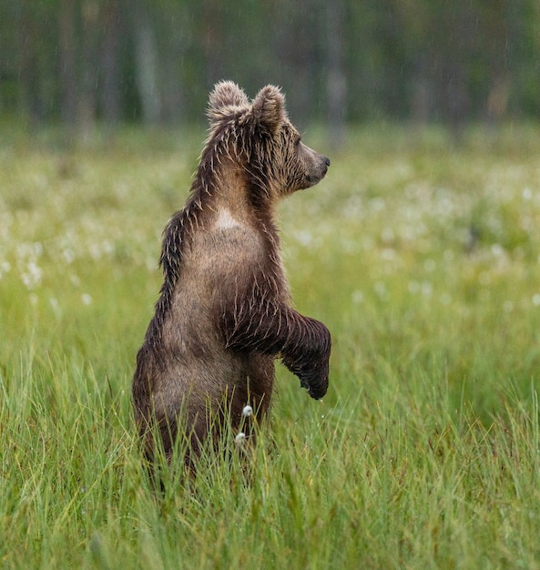 Braunbär steht in einer Waldlichtung