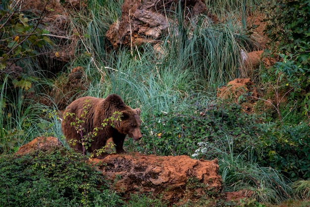 Braunbär Ursus arctos arctos Es ist eine für Europa typische Unterart des Braunbären