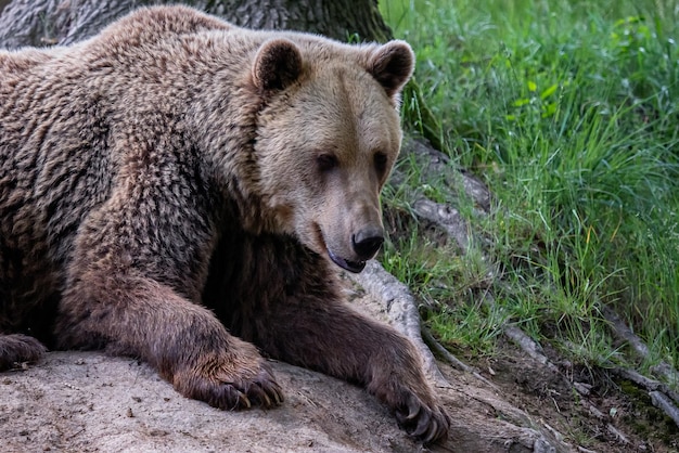 Braunbär Ursus arctos im Wald