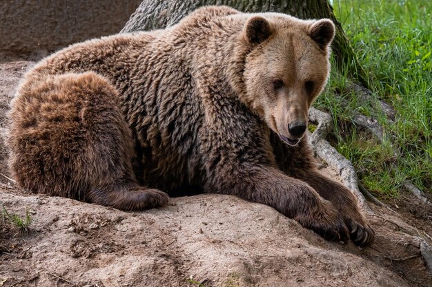 Braunbär Ursus arctos