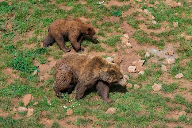 Braunbär.