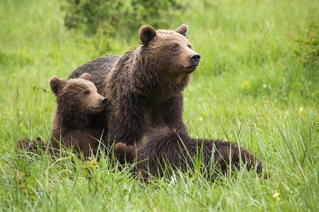 Braunbärenfamilie, die während des Sommers auf Wiese ruht.