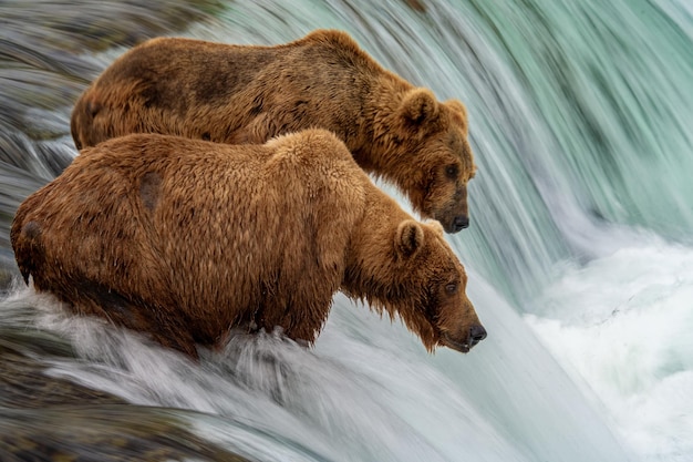 Braune Alaska-Bären fischen am Ufer des Flusses im Katmai-Nationalpark