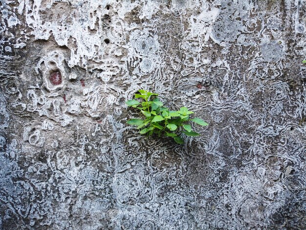 Braune backsteinmauer der alten weinlese mit bäumen herauf hintergrund für design