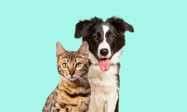 Braune Bengal-Katze und ein Border-Collie-Hund keuchen mit fröhlichem Gesichtsausdruck zusammen auf pastellblauem Hintergrund und blicken in die Kamera