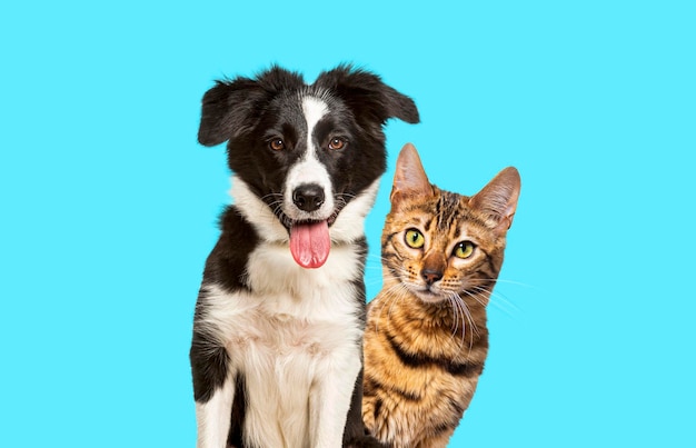 Braune Bengal-Katze und ein Border-Collie-Hund mit glücklichem Gesichtsausdruck zusammen auf Blau, Blick in die Kamera